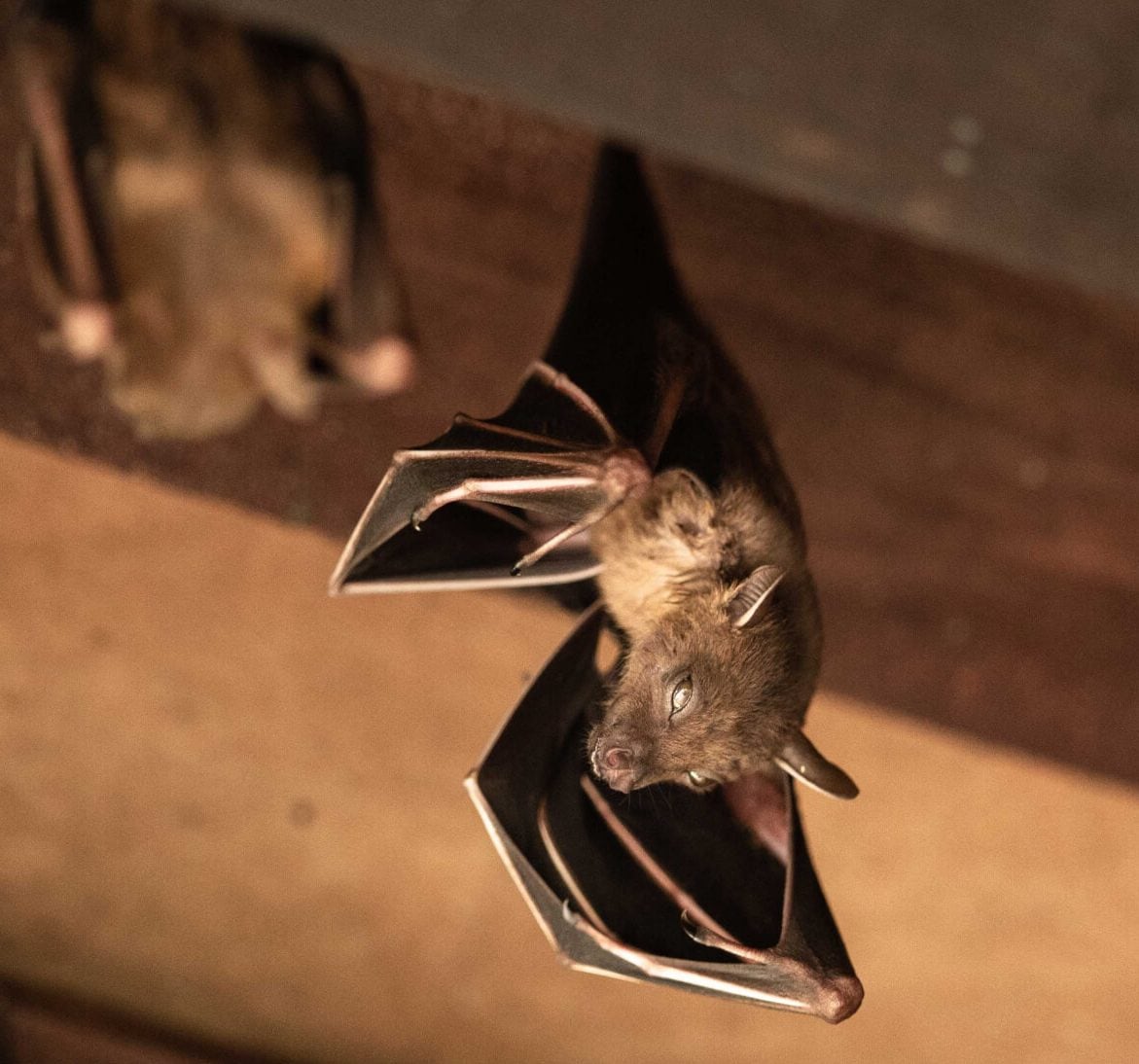 Expert bat removal services for a safe and humane solution in Sioux City